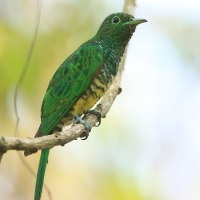 Kukułeczka złocista - Chrysococcyx cupreus - African Emerald Cuckoo