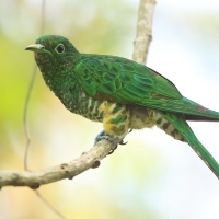 Kukułeczka złocista - Chrysococcyx cupreus - African Emerald Cuckoo