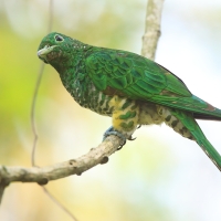 Kukułeczka złocista - Chrysococcyx cupreus - African Emerald Cuckoo