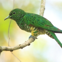 Kukułeczka złocista - Chrysococcyx cupreus - African Emerald Cuckoo