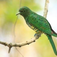Kukułeczka złocista - Chrysococcyx cupreus - African Emerald Cuckoo
