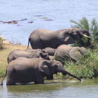 Słoń afrykański - Loxodonta africana -  African savanna elephant 