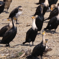 Kormoran białoszyi - Phalacrocorax lucidus - White-breasted Cormorant