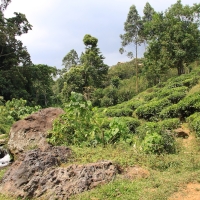 Plantacja herbaty w górach w Parku Bwindi.
