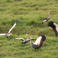 Koronnik szary - Balearica regulorum - Grey Crowned Crane