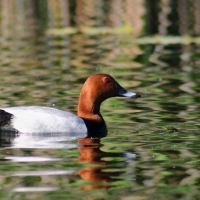 Głowienka - Aythya ferina - Common Pochard