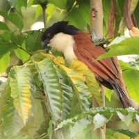 Kukal niebieskogłowy - Centropus monachus - Blue-headed Coucal