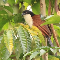 Kukal niebieskogłowy - Centropus monachus - Blue-headed Coucal