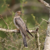 Kukułka sawannowa - Cuculus gularis - African Cuckoo