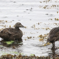 Edredon - Somateria mollissima - Common Eider