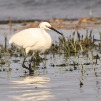 Czapla nadobna - Egretta garzetta - Little Egret