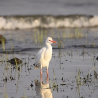 Czapla złotawa - Bubulcus ibis - Western Cattle Egret