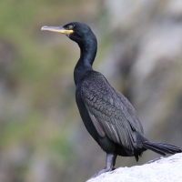 Kormoran czubaty - Phalacrocorax aristotelis - European Shag