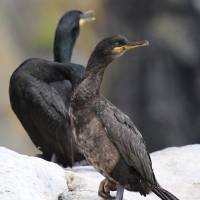 Kormoran czubaty - Phalacrocorax aristotelis - European Shag