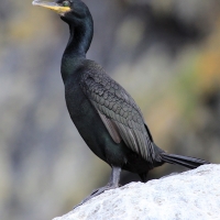 Kormoran czubaty - Phalacrocorax aristotelis - European Shag