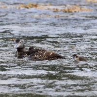Edredon - Somateria mollissima - Common Eider