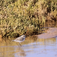 Sieweczka morska - Kentish Plover