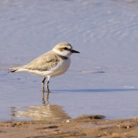 Sieweczka morska - Kentish Plover