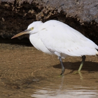 Czapla rafowa - Egretta gularis - Western Reef-Egret