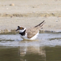 Sieweczka rzeczna - Charadrius dubius - Little Ringed Plover