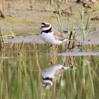 Sieweczka rzeczna - Charadrius dubius - Little Ringed Plover