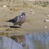 Grzywacz - Columba palumbus - Wood Pigeon