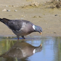 Grzywacz - Columba palumbus - Wood Pigeon