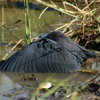 Czapla czarna - Egretta ardesiaca - Black Heron