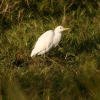 Czapla złotawa - Bubulcus ibis - Western Cattle Egret