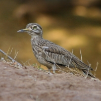 Kulon rzeczny - Burhinus senegalensis - Senegal Thick-knee