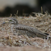 Kulon rzeczny - Burhinus senegalensis - Senegal Thick-knee