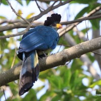 Szyszak - Corythaeola cristata - Great Blue Turaco