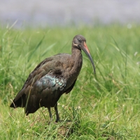 Ibis białowąsy - Bostrychia hagedash - Hadada Ibis