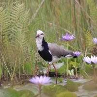 Czajka białolica - Vanellus crassirostris - Long-toed Lapwing