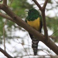 Kukułeczka złocista - Chrysococcyx cupreus - African Emerald Cuckoo