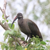 Ibis białowąsy - Bostrychia hagedash - Hadada Ibis