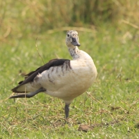 Dziwonos - Sarkidiornis melanotos - Comb Duck