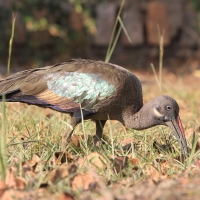Ibis białowąsy - Bostrychia hagedash - Hadada Ibis