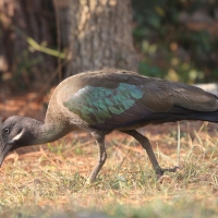 Ibis białowąsy - Bostrychia hagedash - Hadada Ibis