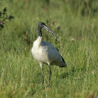 Ibis czczony - Threskiornis aethiopicus - Sacred Ibis