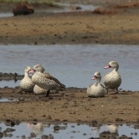 Cyraneczka płowa - Anas capensis - Cape Teal