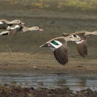 Cyraneczka płowa - Anas capensis - Cape Teal