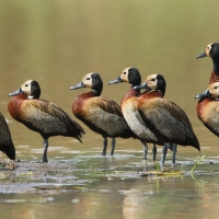 Drzewica białolica - Sarkidiornis melanotos - White-faced Whistling Duck