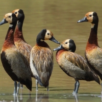 Drzewica białolica - Sarkidiornis melanotos - White-faced Whistling Duck