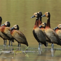 Drzewica białolica - Sarkidiornis melanotos - White-faced Whistling Duck
