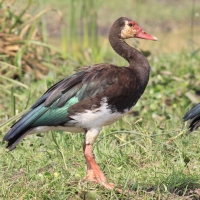Gęsiec - Plectropterus gambensis - Spur-winged Goose