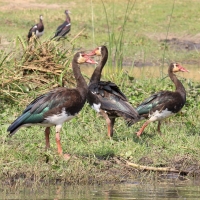 Gęsiec - Plectropterus gambensis - Spur-winged Goose