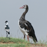 Gęsiec - Plectropterus gambensis - Spur-winged Goose
