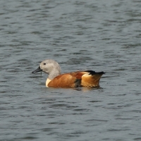 Kazarka szarogłowa - Tadorna cana - South African Shelduck