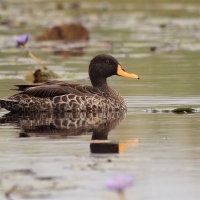 Kaczka żółtodzioba - Anas undulata - Yellow-billed Duck